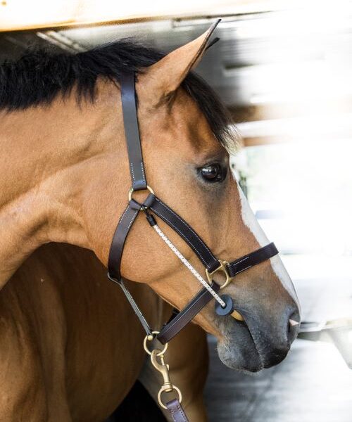 Thin Line Busy Buddy – The Tack Shop of Lexington