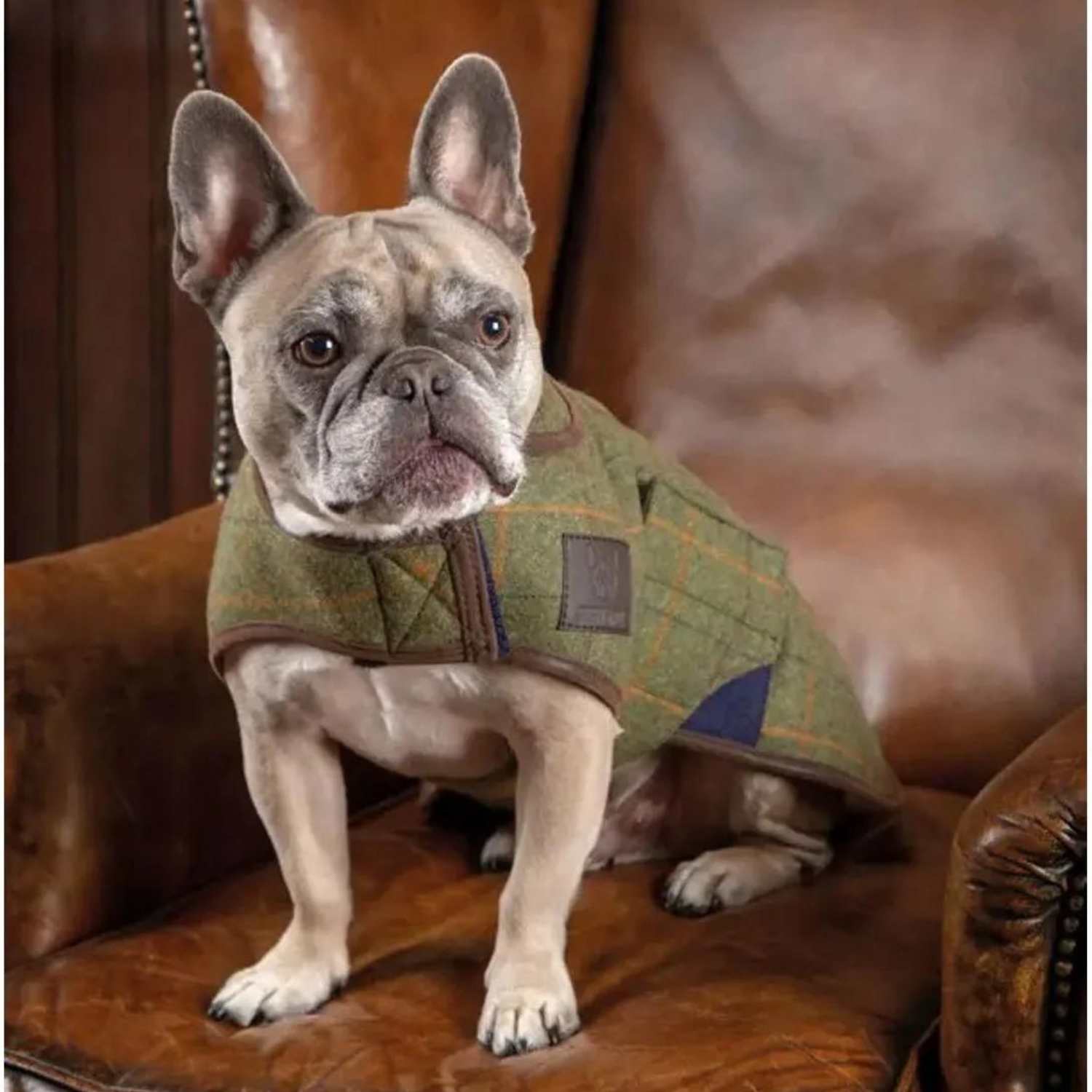 Digby & Fox Tweed Dog Coat