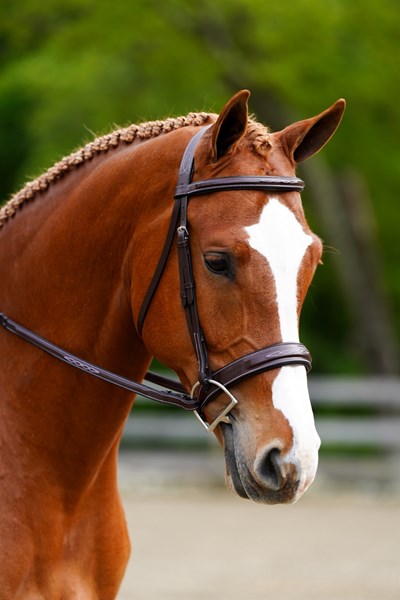 Black Oak Tupelo Hunter Bridle w/ Reins