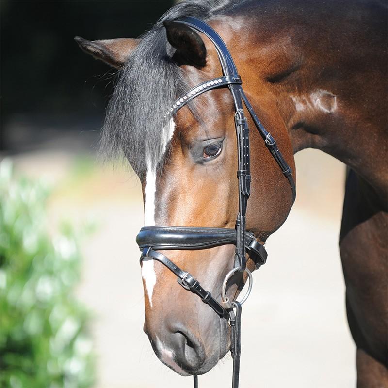 Kavalkade "Charlotte" Bridle