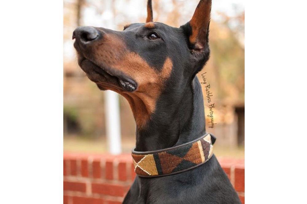 Kenyan Collection Earth Beaded Dog Collar