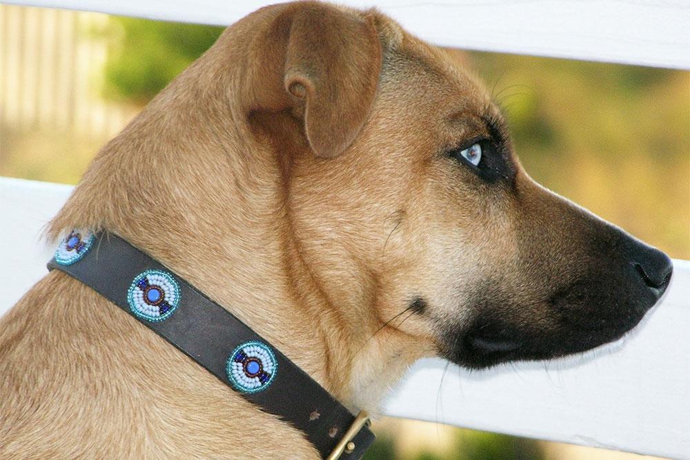 Kenyan Collection Blue/Brown Circles Beaded Dog Collar