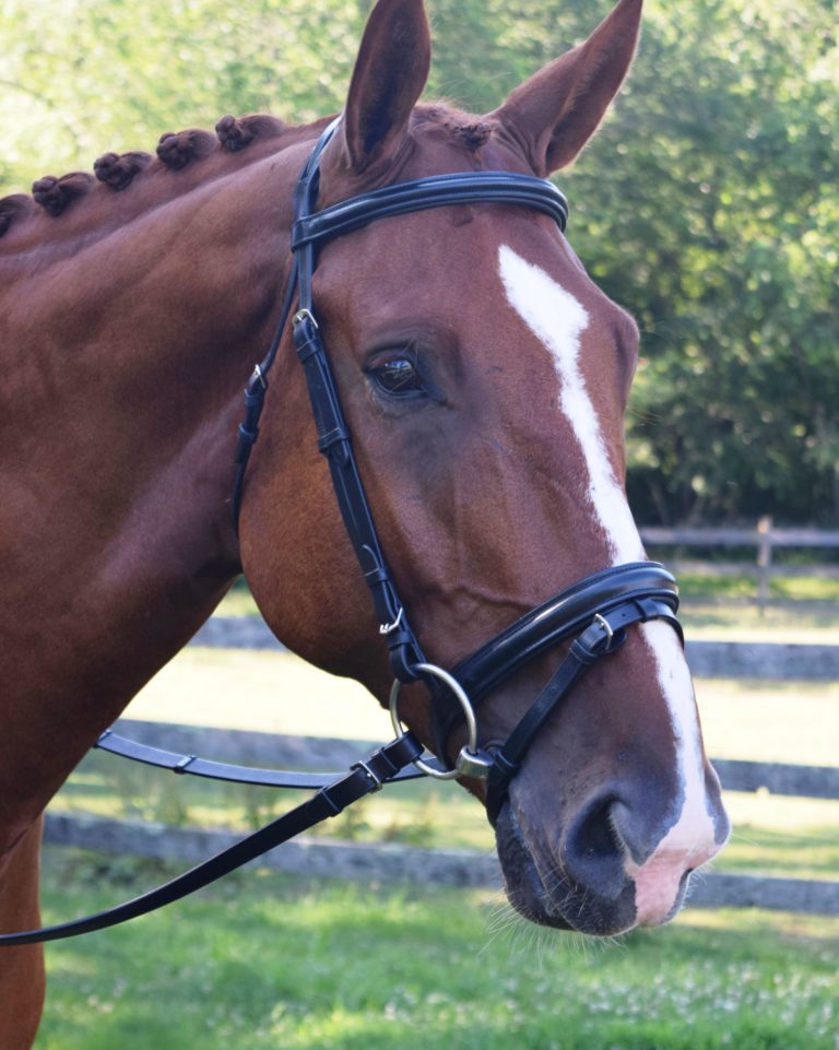 Black Oak Juniper Dressage Bridle