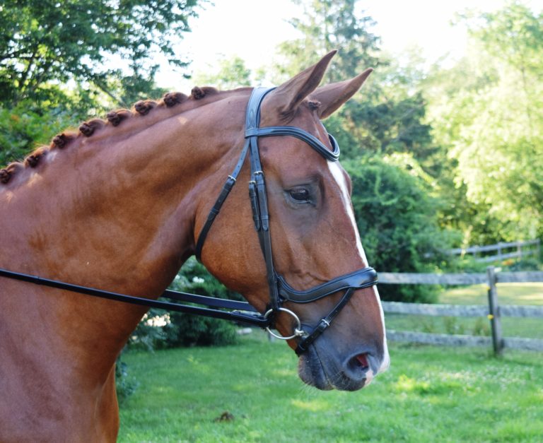 Red Barn Arena Bridle