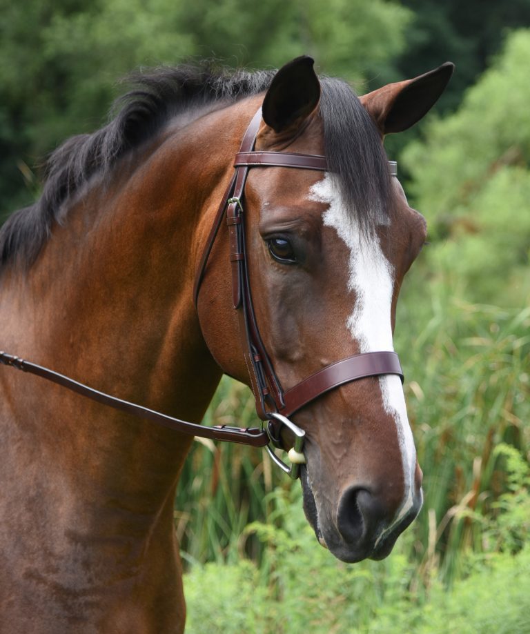 Black Oak FoxTrot Bridle