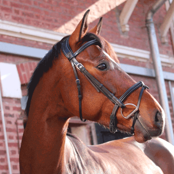 Jump'In - One London Bridle with reins