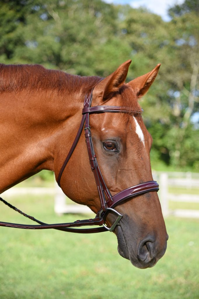 Red Barn Tuscany Bridle