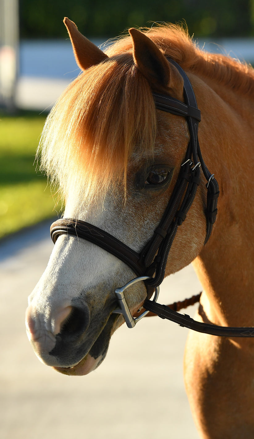 Belle & Bow Glenmore Bridle