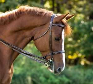 Red Barn Fancy Stitched Plain Reins