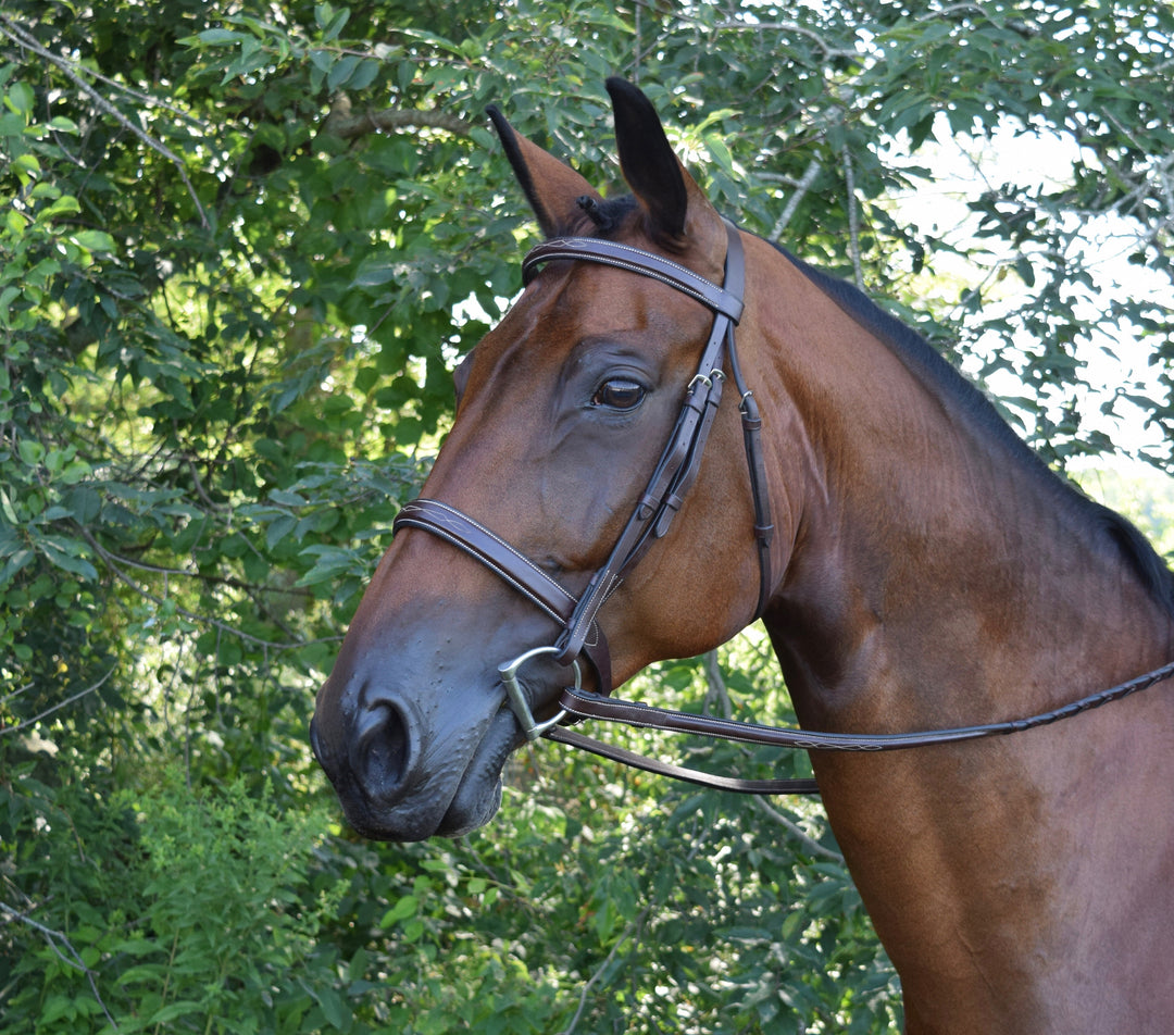 Black Oak Spruce Bridle