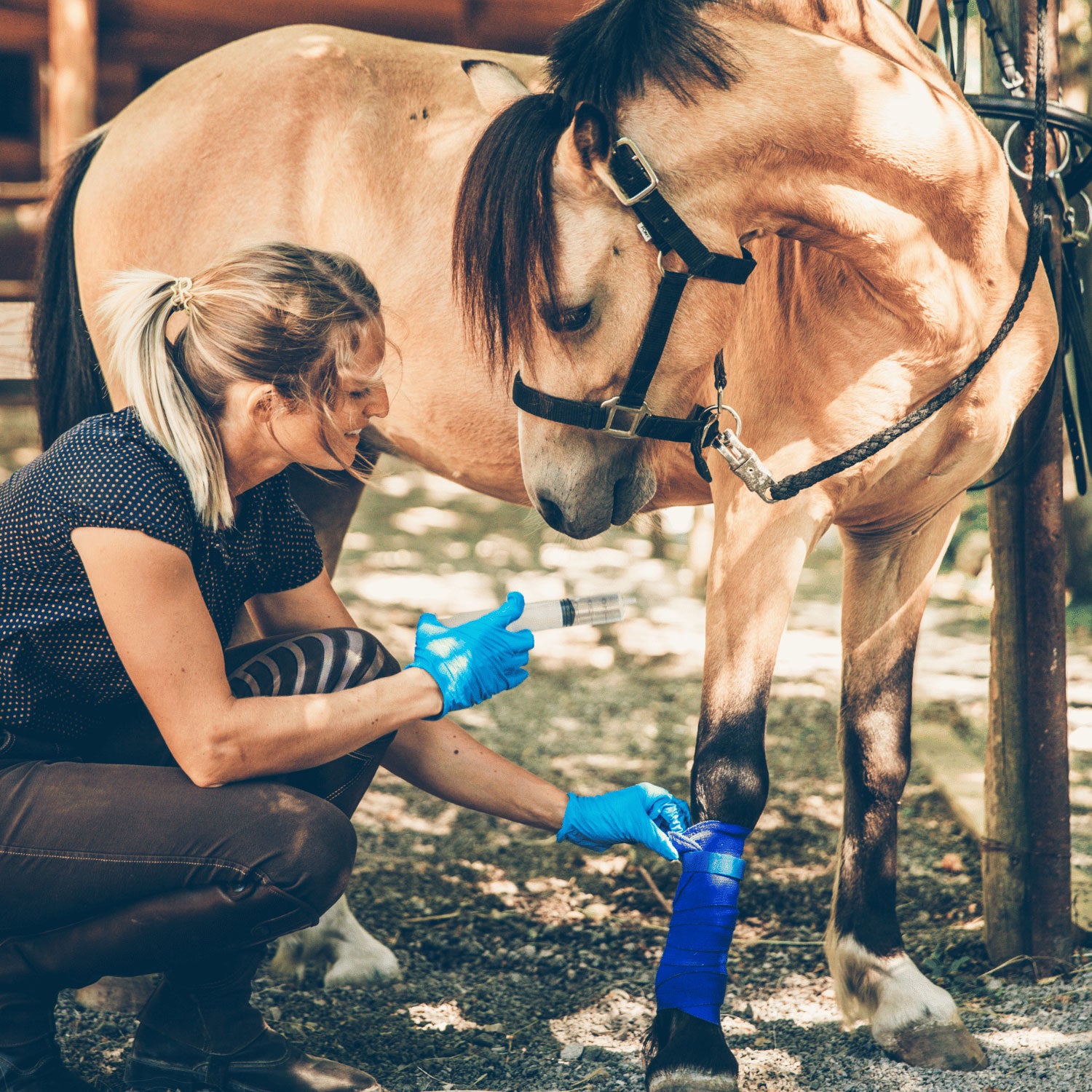 Horse being cared for by person