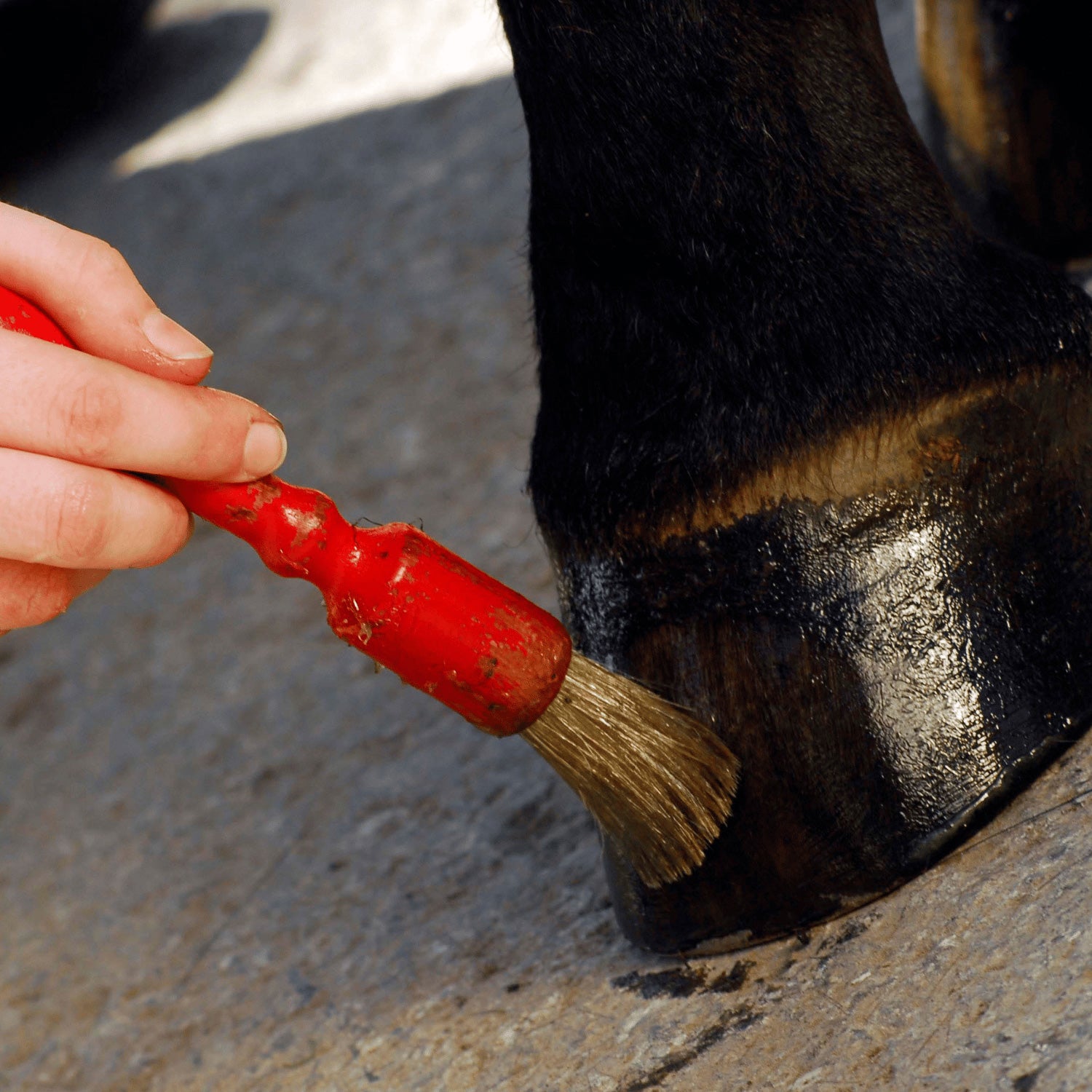 Hoof Care