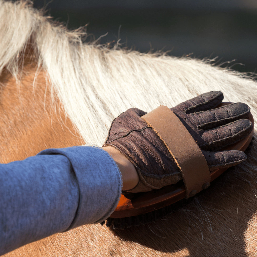 Person grooming a horse