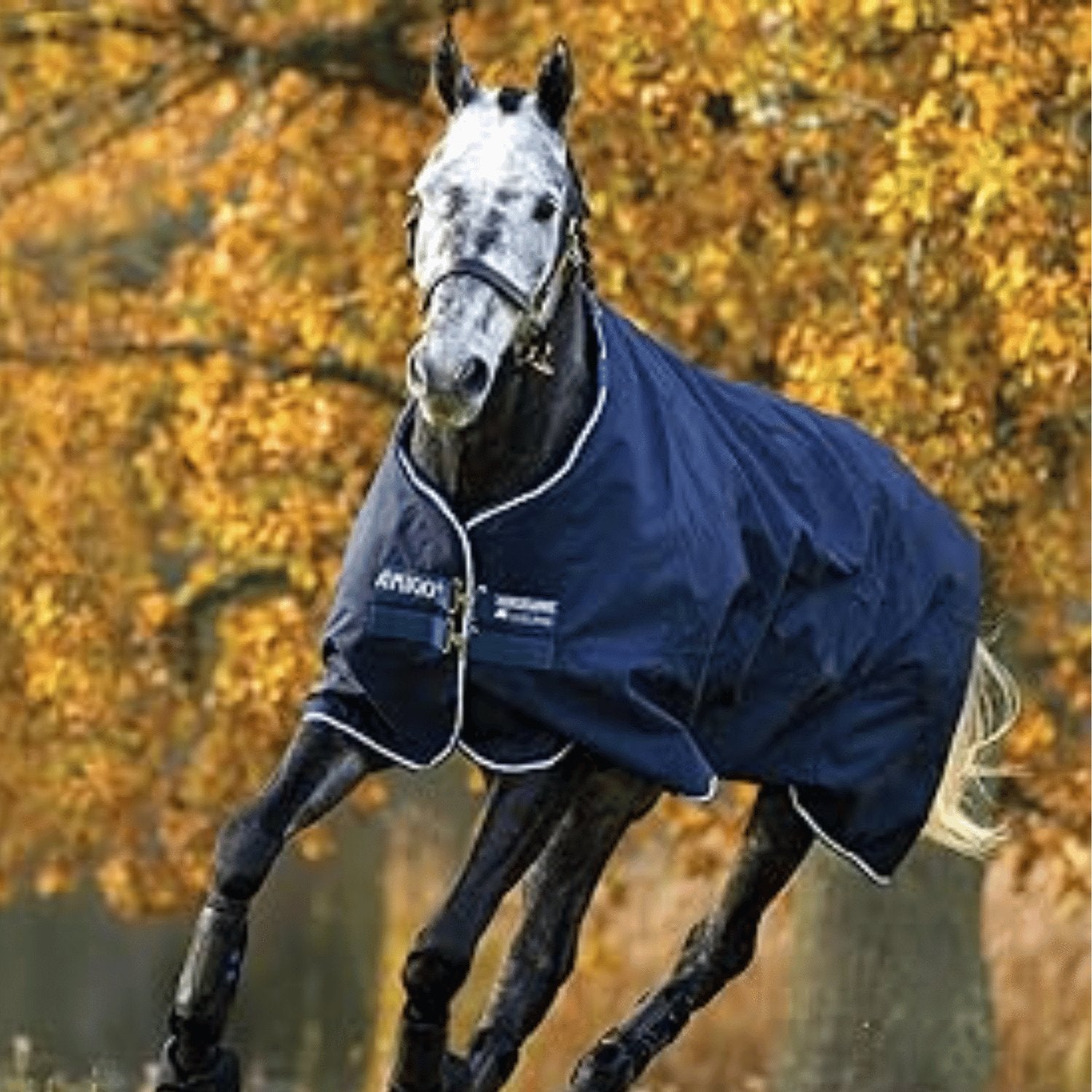 Horse outside in a blanket