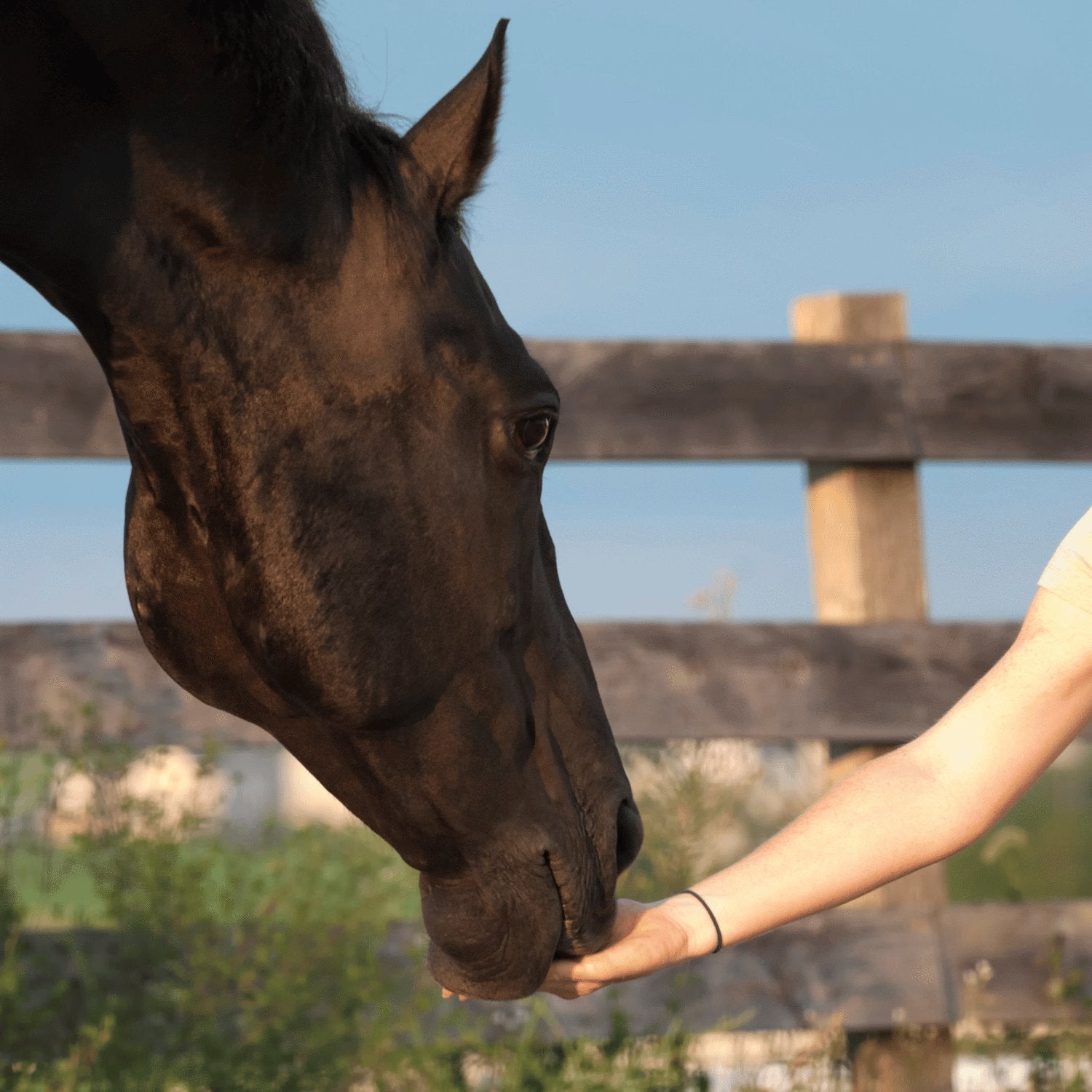 Horse beingh given a treat