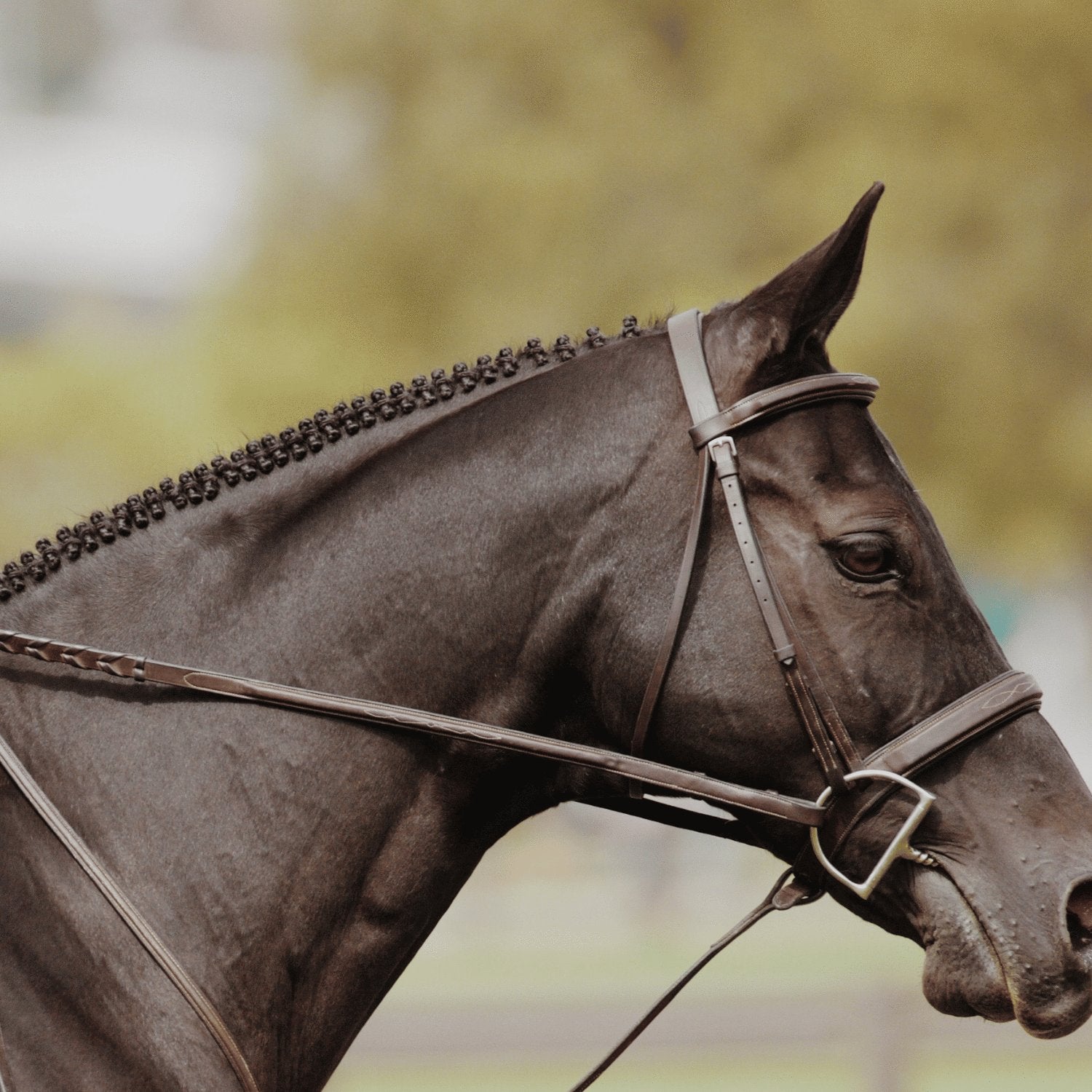 CDM HORSE SPONGE – HorseandRiderSA