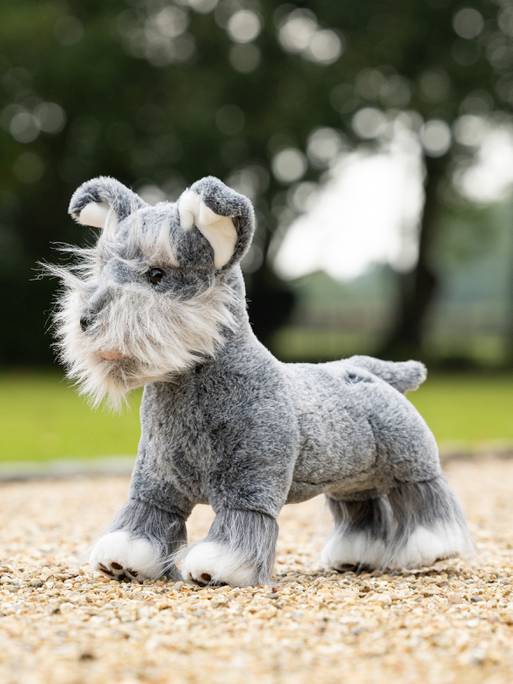Toy Puppy-Cooper
