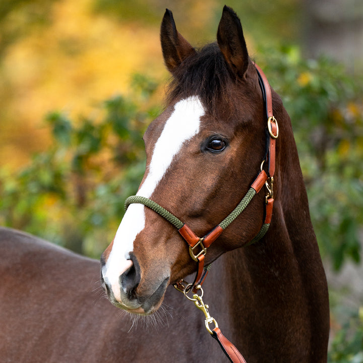 Kavalkade Rope Halter with Lead