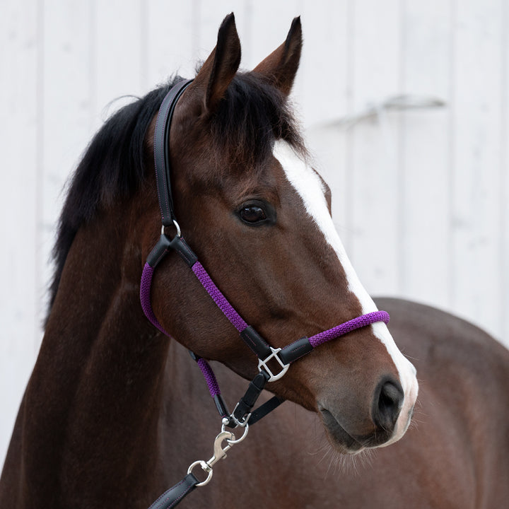 Kavalkade Rope Halter with Lead