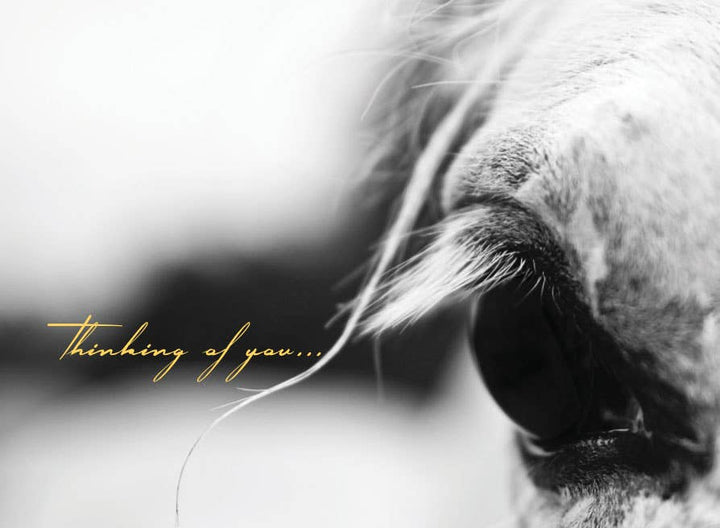 Horse Hollow Press - Horse Sympathy Greeting Card / Thinking of You