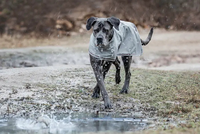 Kentucky Horsewear Dog Rain Coat