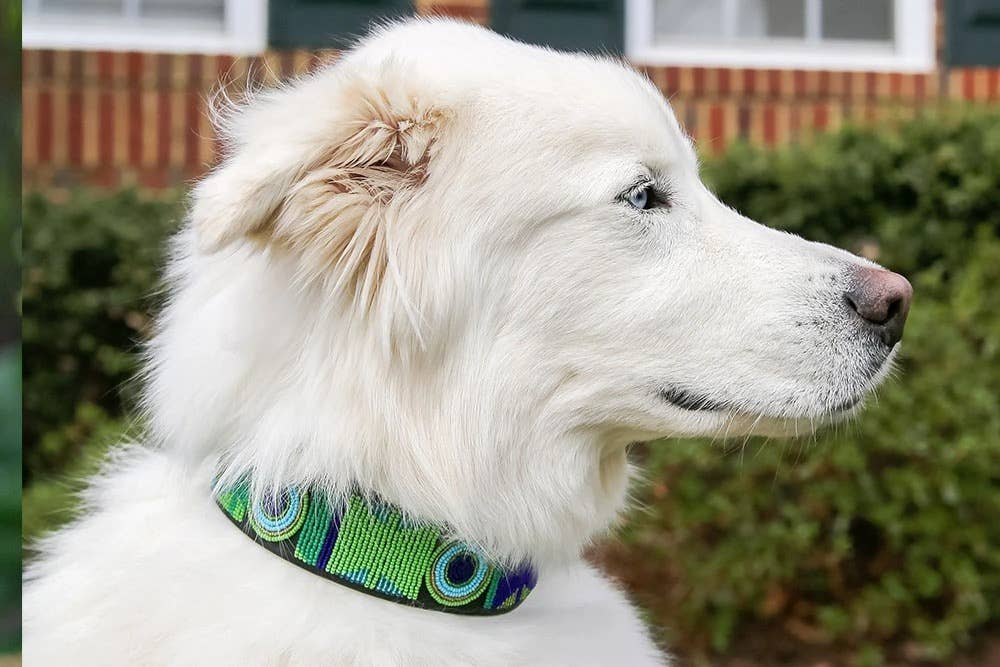 Kenyan Collection Peacock Beaded Dog Collar