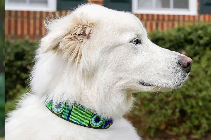 Kenyan Collection Peacock Beaded Dog Collar