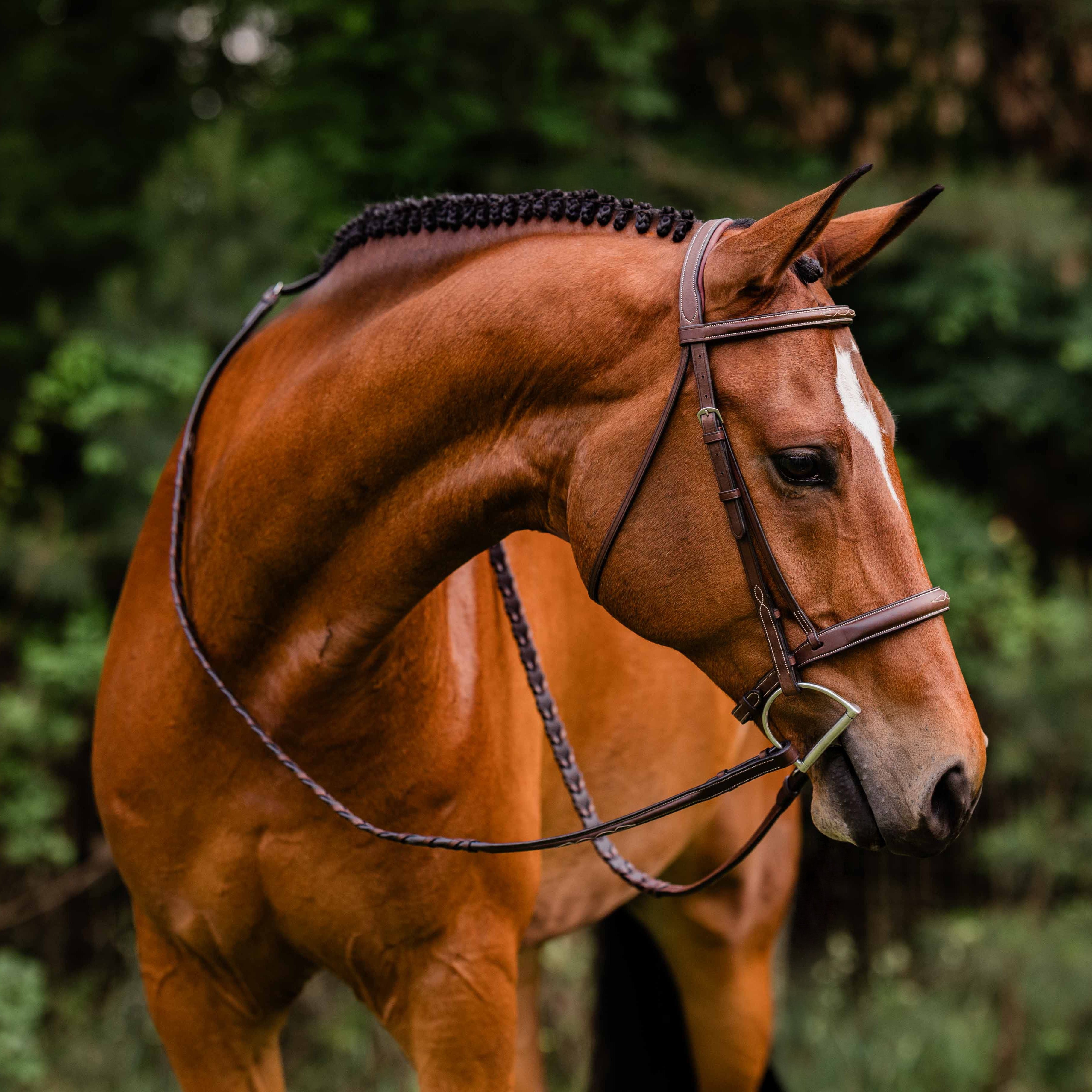Bridles and Reins – The Tack Shop of Lexington