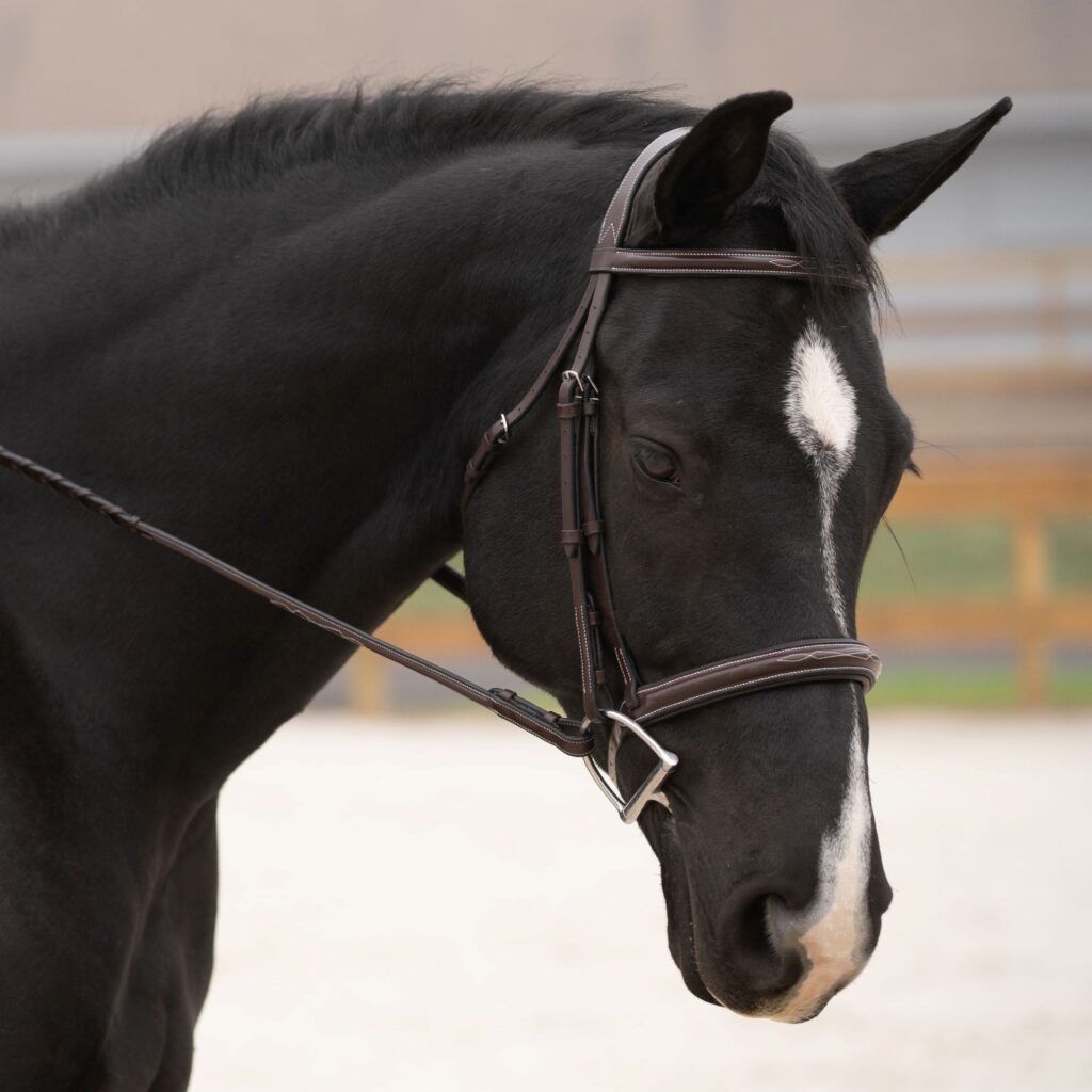 KL Select Black Oak Cyprus Bridle F/S