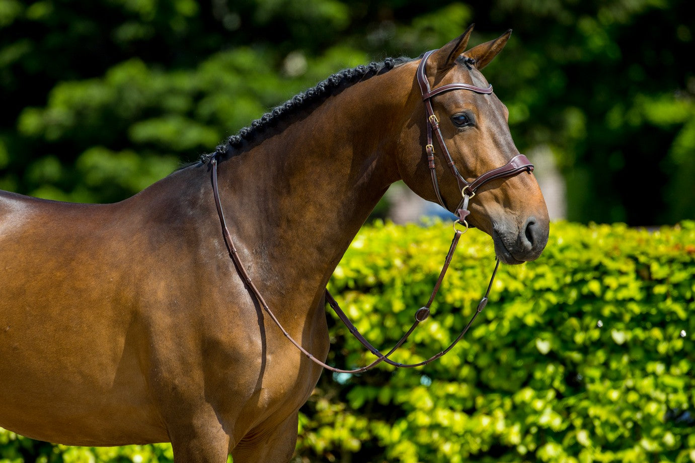 TRUST Falsterbo Bridle