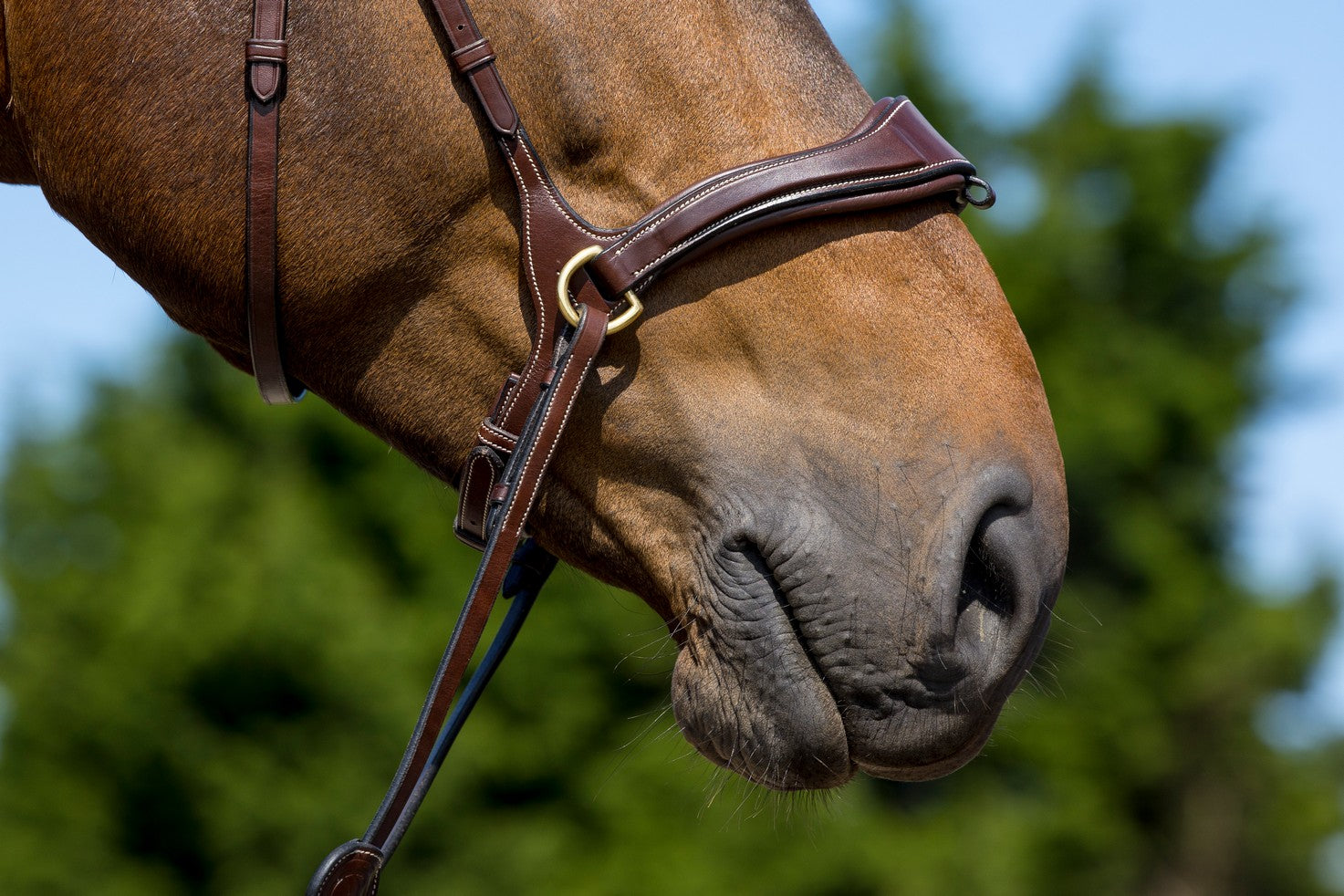 TRUST Falsterbo Bridle