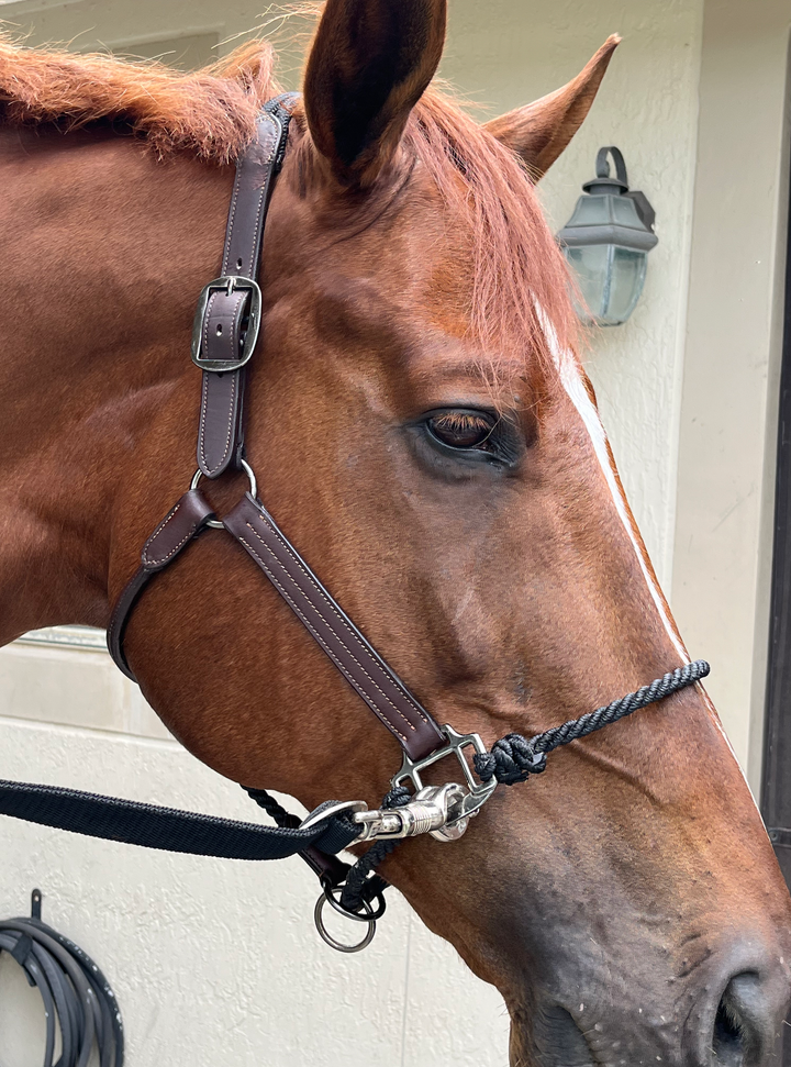 DziaSport Happy Horse Hybrid Halter