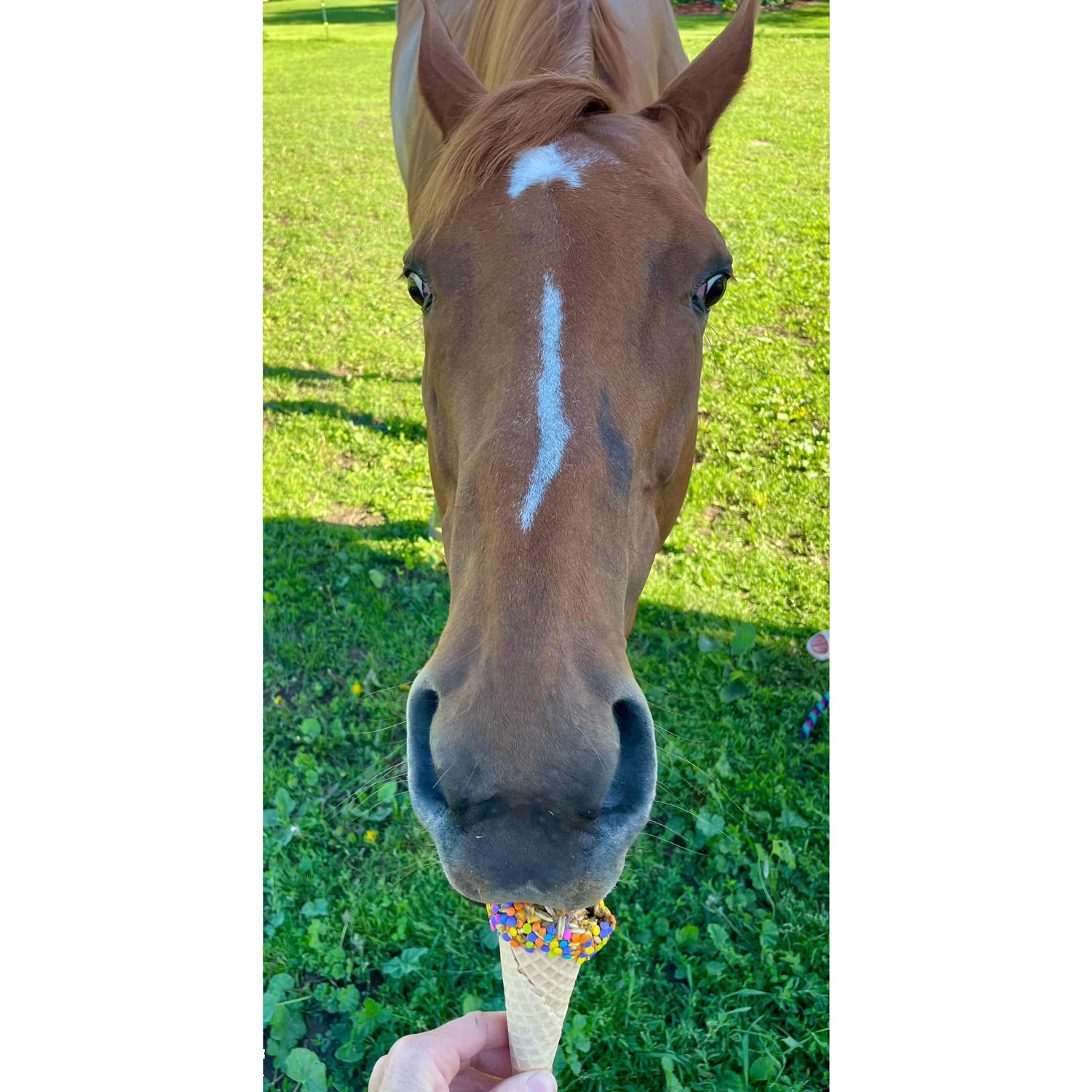 Simply Noble Horse Treats
