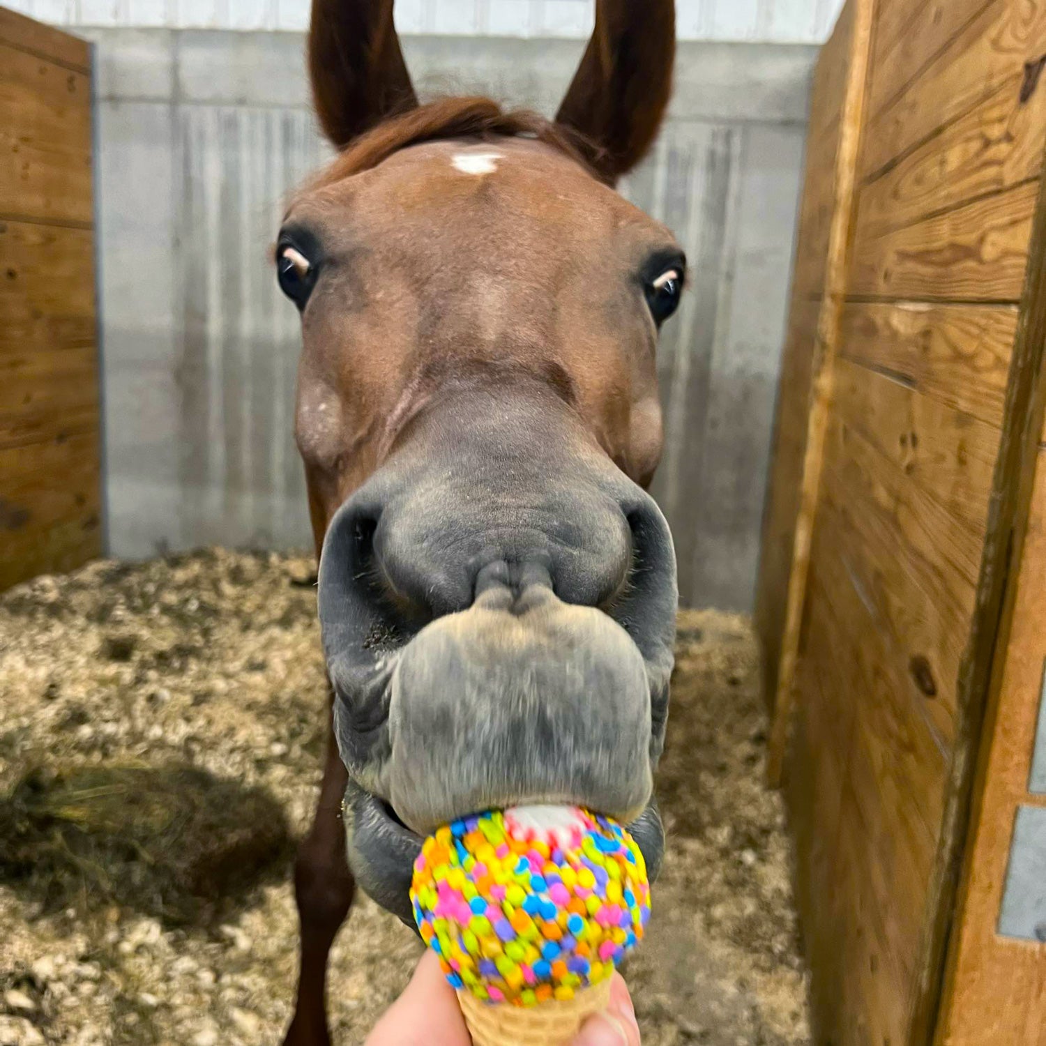 Simply Noble Horse Treats