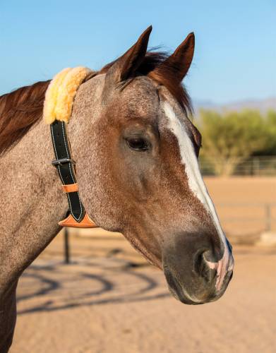 Pro Choice The Dare Cribbing Collar