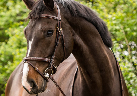 Trust Calgary Combined Noseband Bridle