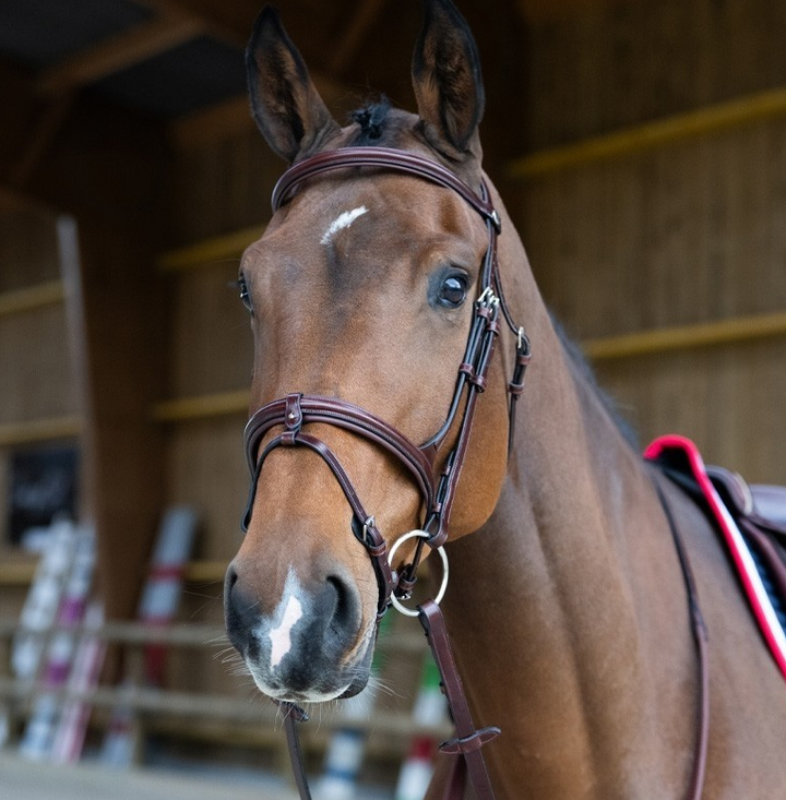 Jump 'In EVOLUTION Flash Noseband Bridle
