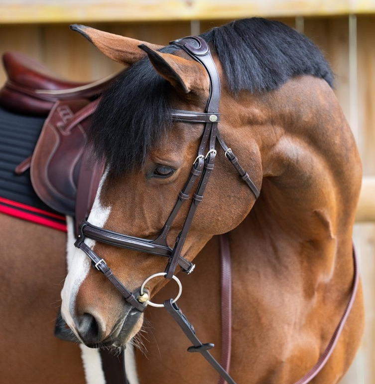Jump 'In EVOLUTION Flash Noseband Bridle