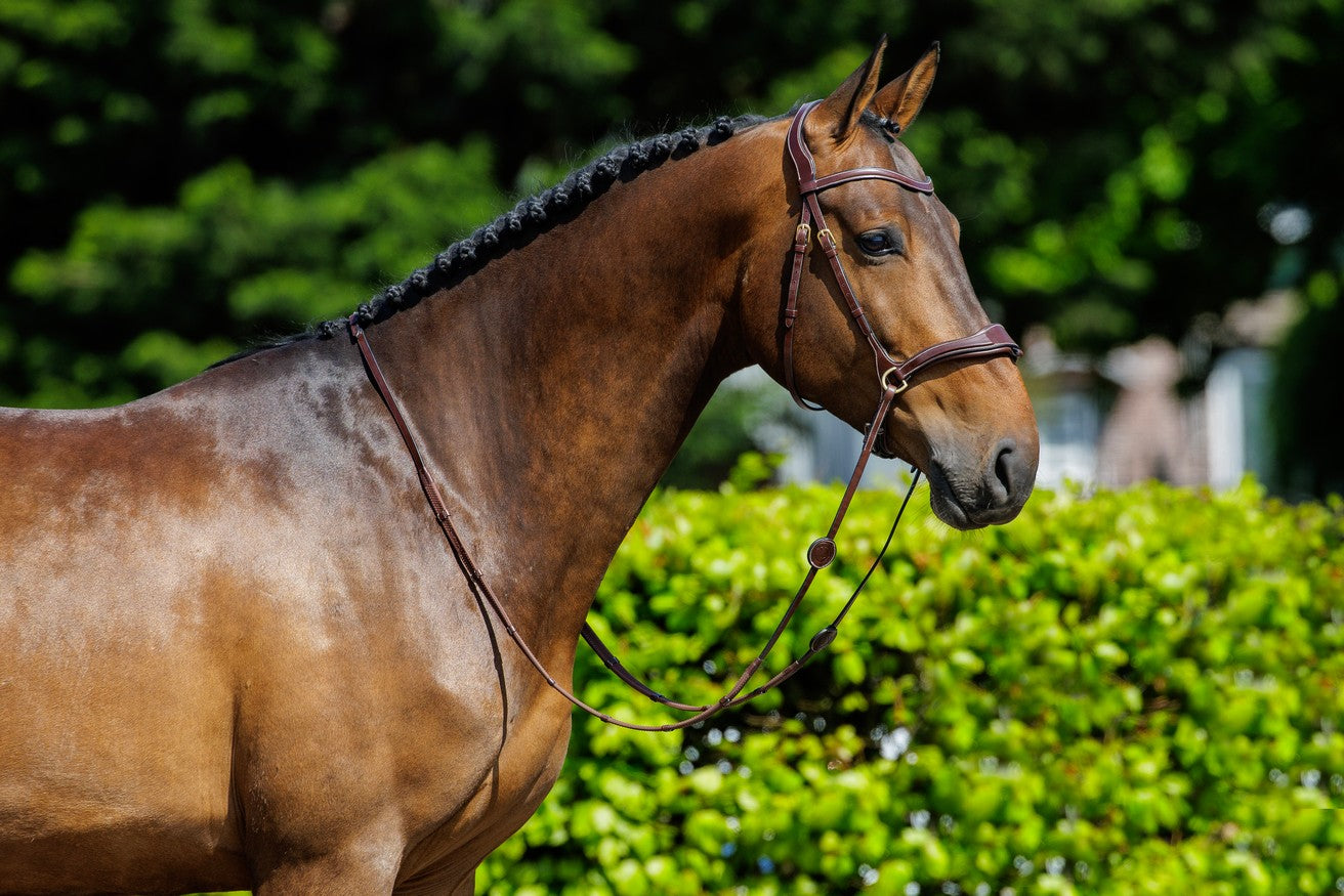 TRUST Falsterbo Bridle