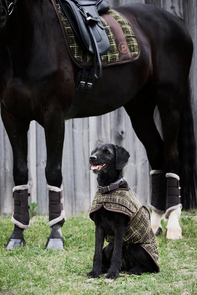 Eskadron Boucle Dog Coat