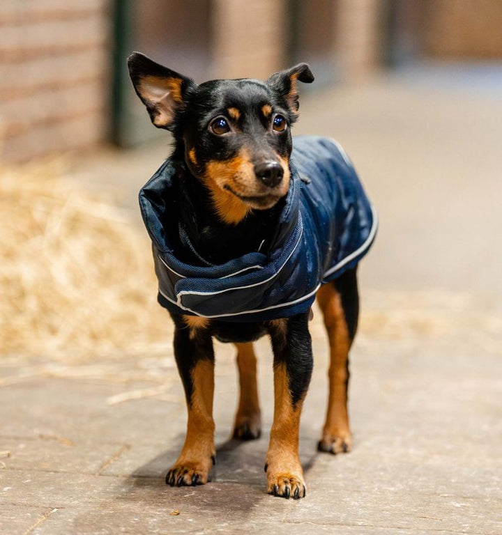 Horseware Signature Padded Dog Rug 200g