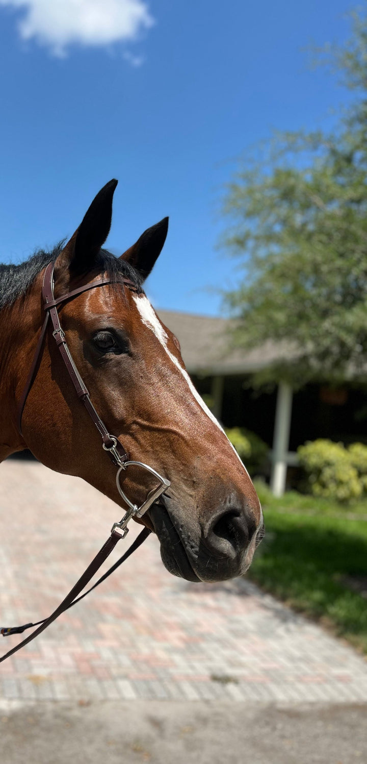 Dzia Easy-Change Ergonomic Schooling Bridle with Reins