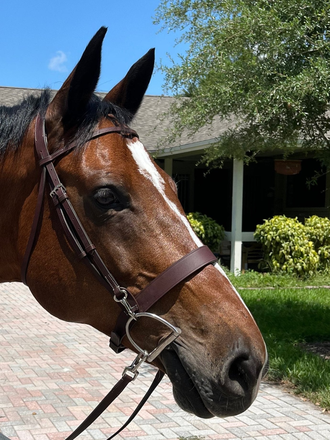 Dzia Easy-Change Ergonomic Schooling Bridle with Reins