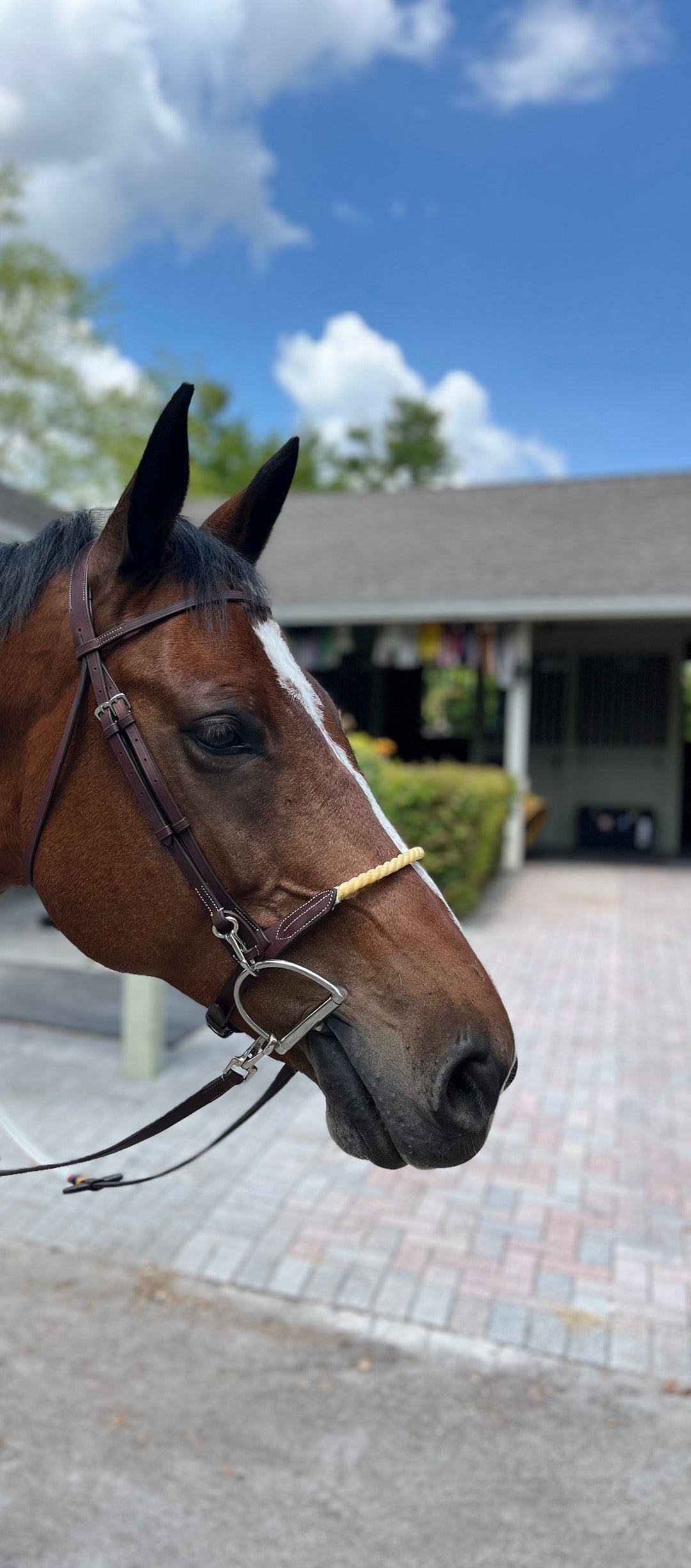 Dzia Easy-Change Ergonomic Schooling Bridle with Reins