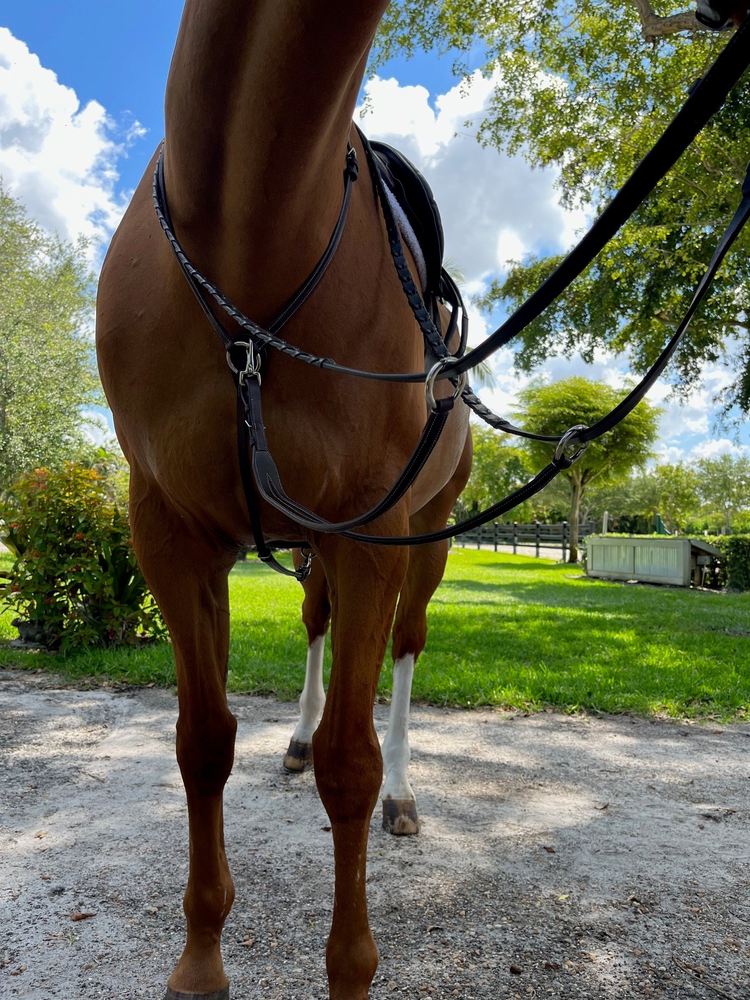 DziaSport Running Martingale Attachment