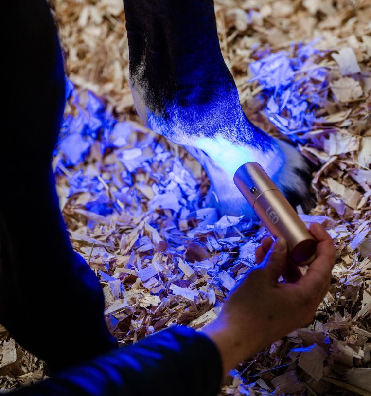 Horseware LED Red Light Therapy Wand