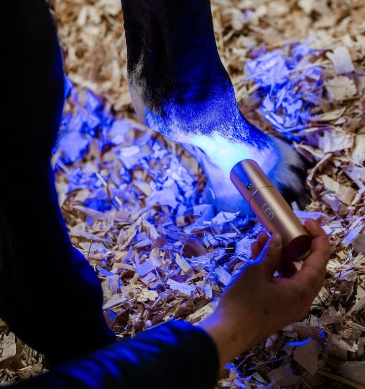 Horseware LED Red Light Therapy Wand