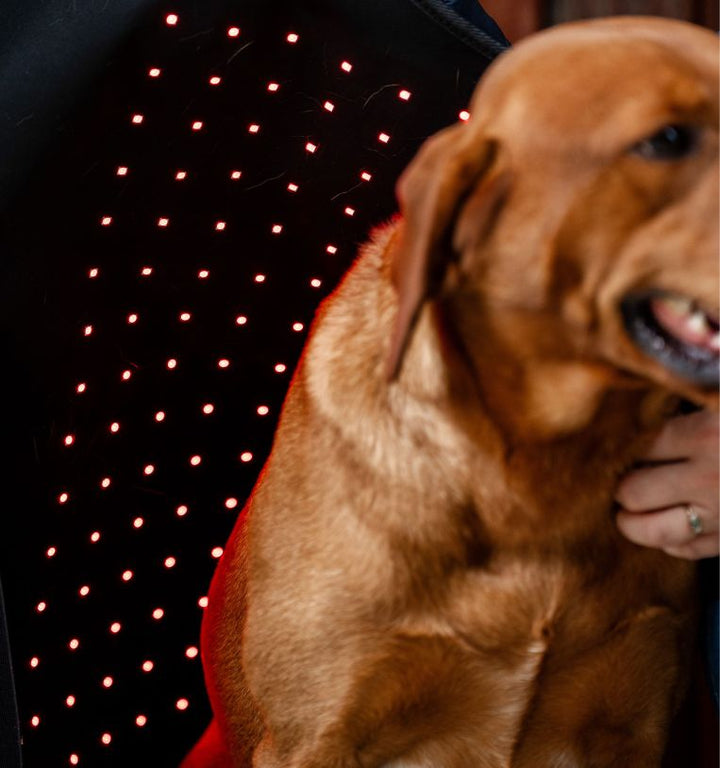 Horseware LED Red Light Therapy Pet Coat