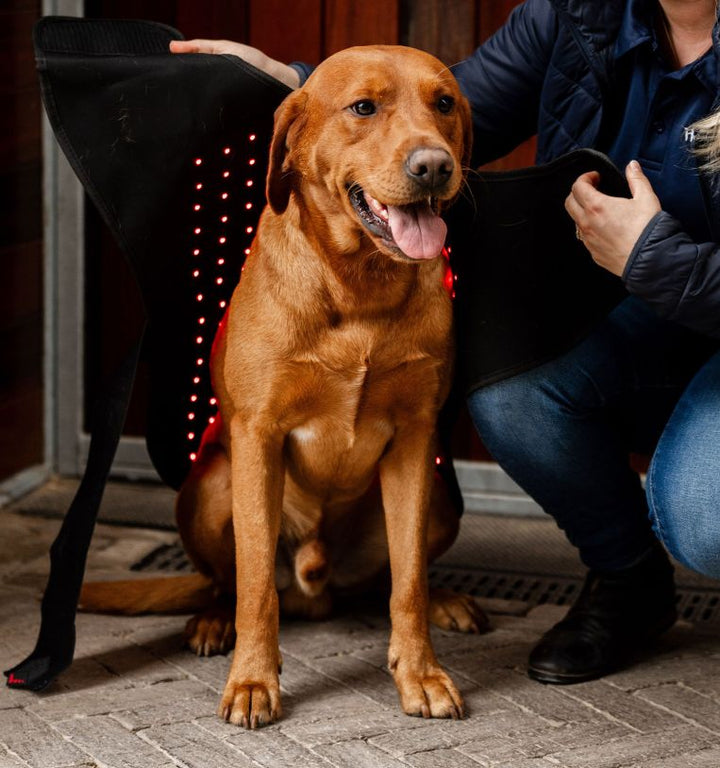 Horseware LED Red Light Therapy Pet Coat