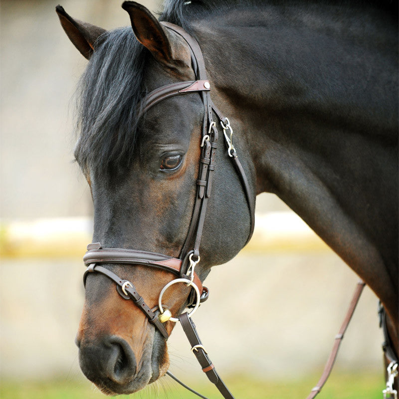 Kavalkade Everyday Bridle